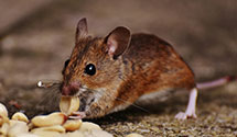 24 Hour & Emergency Exterminators in San Buenaventura, CA